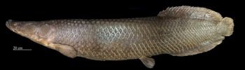 Media type: image;   Ichthyology 52291